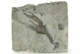 Silurian Cystoid (Caryocrinites) Fossil - New York #269941-1